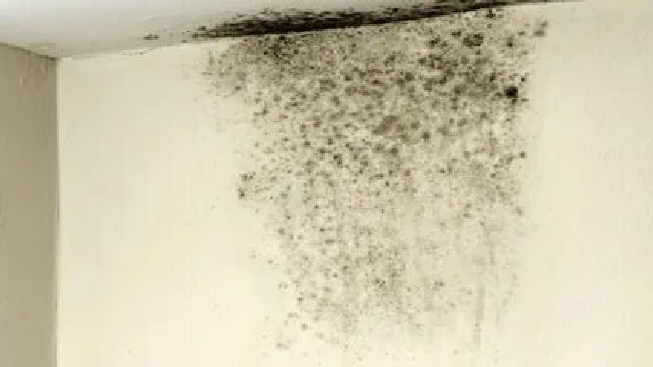 Foto - Pencere kenarlarındaki küfe son: Kış gelmeden doğal çözümle yok edin