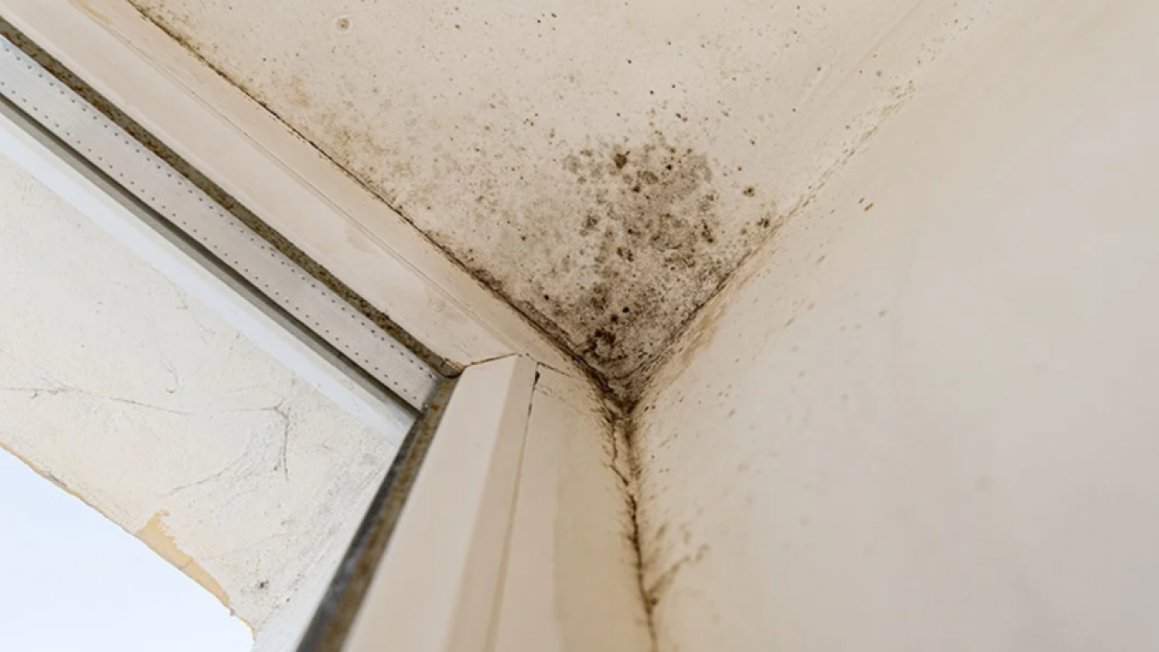 Foto - Pencere kenarlarındaki küfe son: Kış gelmeden doğal çözümle yok edin