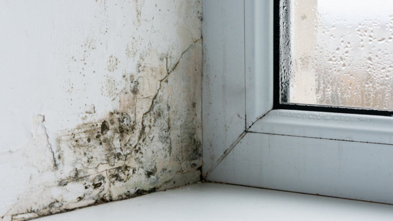 Foto - Pencere kenarlarındaki küfe son: Kış gelmeden doğal çözümle yok edin