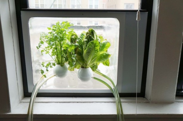 Foto - Pencerede 'tarla' oluşturmak...