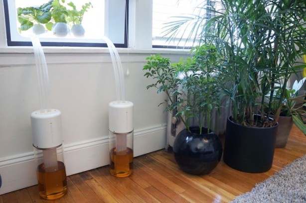 Foto - Pencerede 'tarla' oluşturmak...