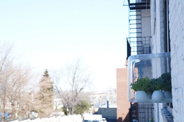 Pencerede 'tarla' oluşturmak...