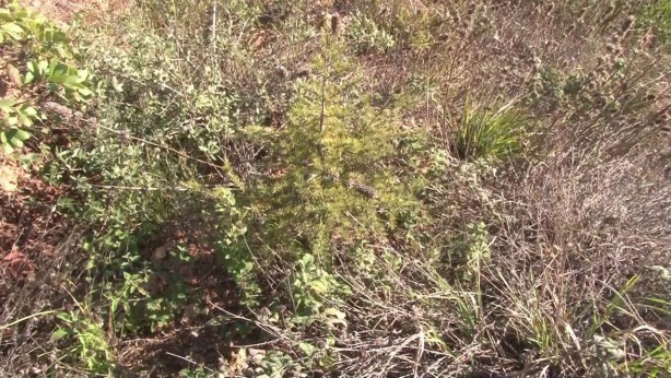 Foto - Pendik’te teröristlerin yaktığı orman havadan görüntülendi
