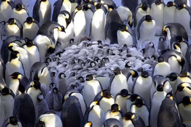Foto - Penguenlerin yeni bir özelliği keşfedildi!