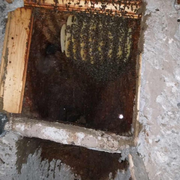 Foto - Peribacalarında 'kaya balı' üretimi