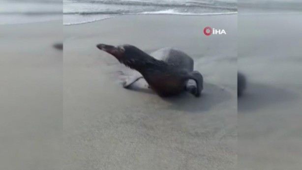 Foto - Peru acil eylem planına geçti! Ülkenin kıyıları petrol sızıntısı sonucu siyaha büründü