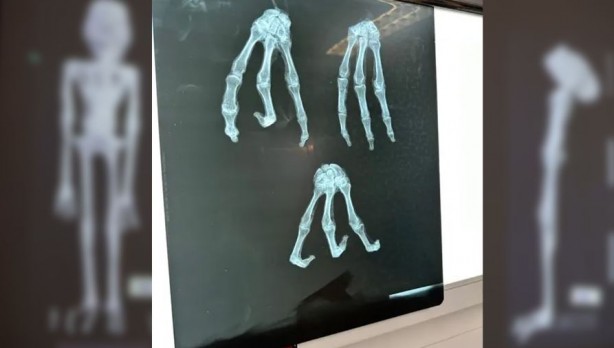 Foto - Peru’da bulunan uzaylı mumya gizemi! Parmak izleri şaşkınlığa neden oldu