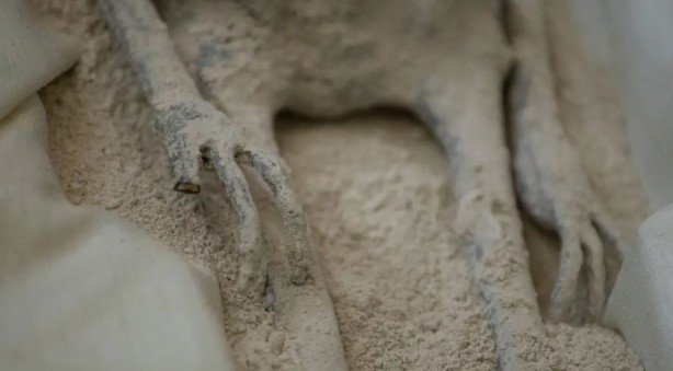 Peru’da bulunan uzaylı mumya gizemi! Parmak izleri şaşkınlığa neden oldu