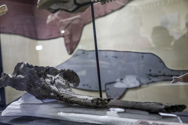 Foto - Peru’da heyecanlandıran keşif! 3,5 metre boyunda