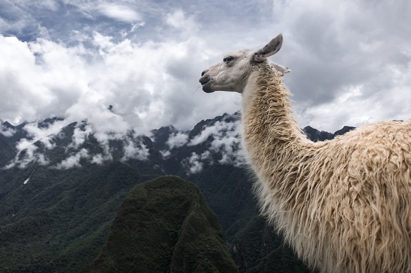 Foto - Peru'daki antik İnka şehri: Machu Picchu
