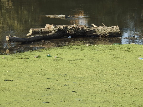 Foto - 'Pes' dedirten manzara! Tunca Nehri'ne öyle bir şey attılar ki!
