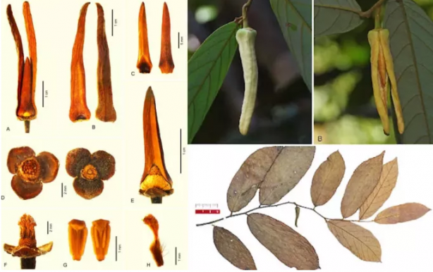 Foto - Peşinen söyleyelim biber değil! Fotoğrafa bakınca ne görüyorsunuz?