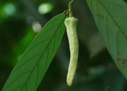 Foto - Peşinen söyleyelim biber değil! Fotoğrafa bakınca ne görüyorsunuz?
