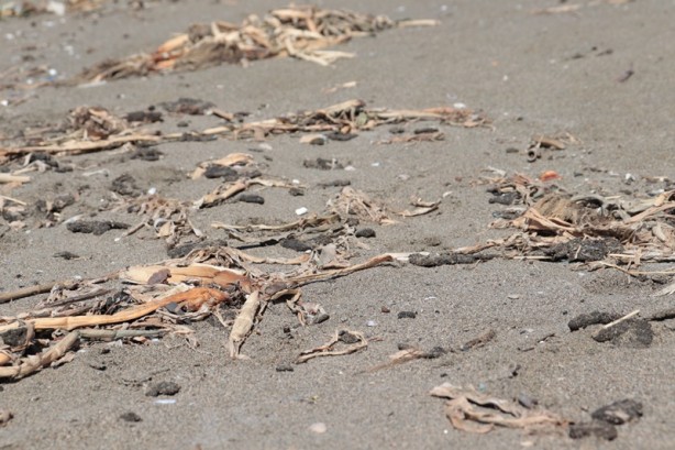 Foto - Petrol sızıntısı kirliliğe neden olmuştu! İmha ediliyor
