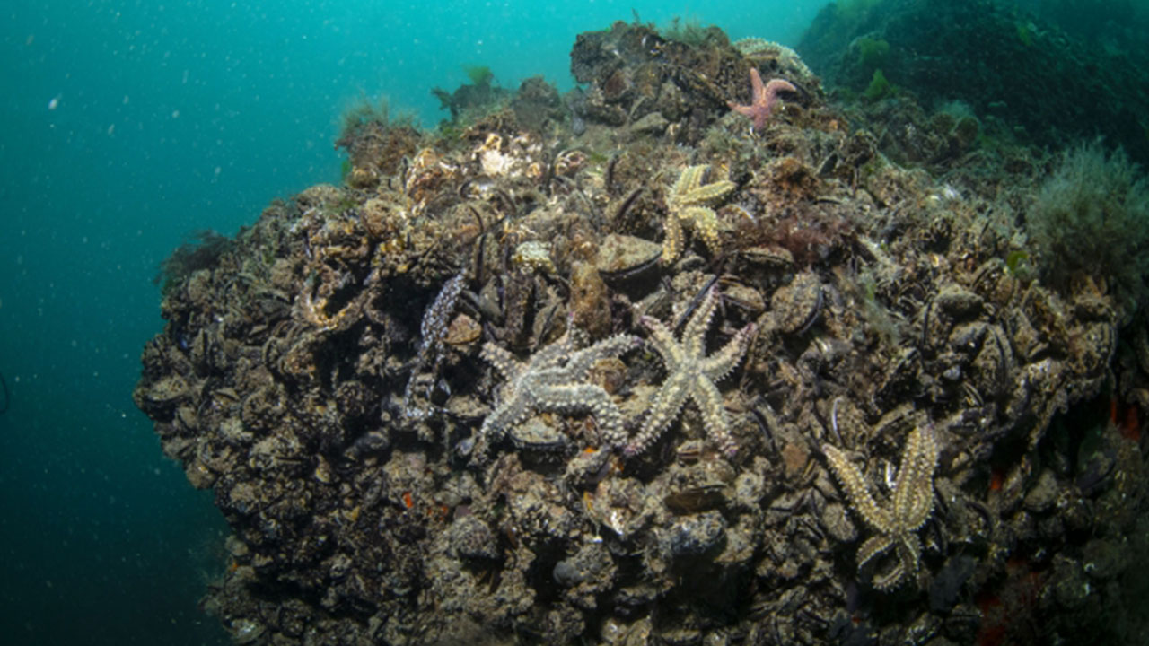 Foto - Petrol ve doğalgaz beklerken Türkiye'nin denizlerinden çıkan şeye bakın! Tamı tamına 245 bin ton...