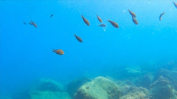 Foto - Petrol ve gaz değil! Cihat Yaycı 'Oradan fışkırıyor' diyerek duyurdu: Maalesef Türkiye'nin ama 3 ülke  göz göre göre çalıyor