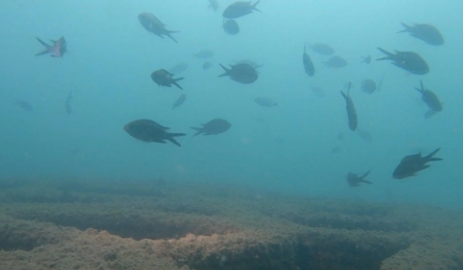 Foto - Petrol ve gaz değil! Cihat Yaycı 'Oradan fışkırıyor' diyerek duyurdu: Maalesef Türkiye'nin ama 3 ülke  göz göre göre çalıyor