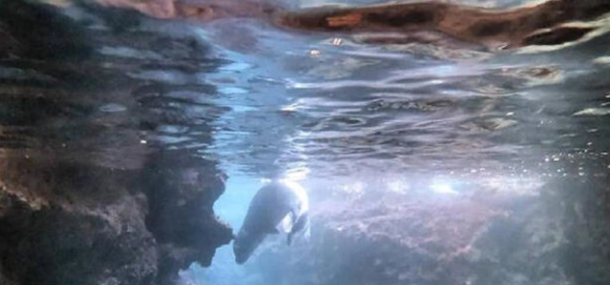 Foto - Petrol ve gaz değil! Cihat Yaycı 'Oradan fışkırıyor' diyerek duyurdu: Maalesef Türkiye'nin ama 3 ülke  göz göre göre çalıyor