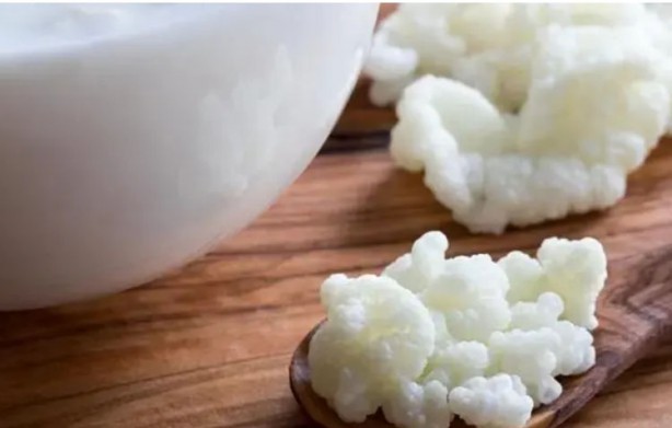 Foto - Peygamber danesi olarak biliniyor: Kalsiyum kaynağı, peynirden bile önce tüketilen şifa! Tüketenler uzun yaşıyor