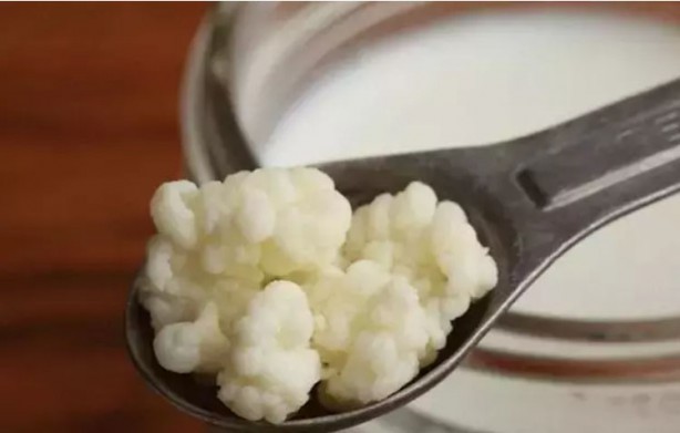 Foto - Peygamber danesi olarak biliniyor: Kalsiyum kaynağı, peynirden bile önce tüketilen şifa! Tüketenler uzun yaşıyor