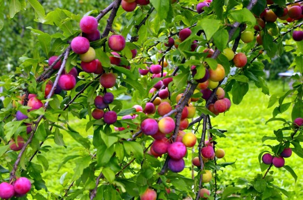 Foto - Peygamber Efendimiz’in (SAS) tavsiye ettiği 10 besin