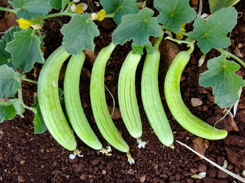 Foto - Peygamber Efendimizin tavsiye ettiği 18 yiyecek