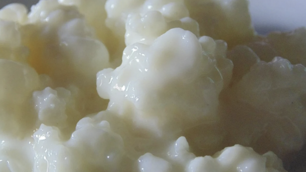 Foto - Peynir ve yoğurttan önce o vardı! Kalsiyum fışkırıyor, yiyen 100 yaşını garantiliyor!