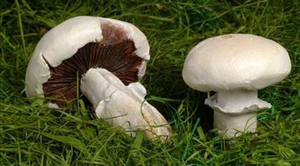 Foto - Piknik yapanlara kritik uyarı!