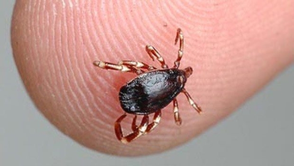 Foto - Piknik yapanlara kritik uyarı!