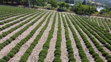 Foto - Piknik yapmaya gittiler ceset buldular!