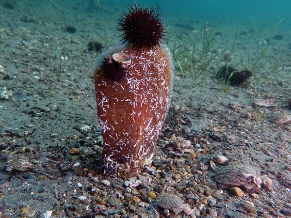 Pinalar Marmara için tehlike mi umut mu? 