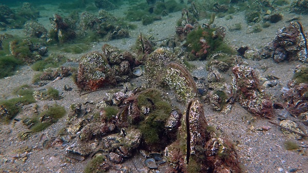 Foto - Pinalar Marmara için tehlike mi umut mu? 