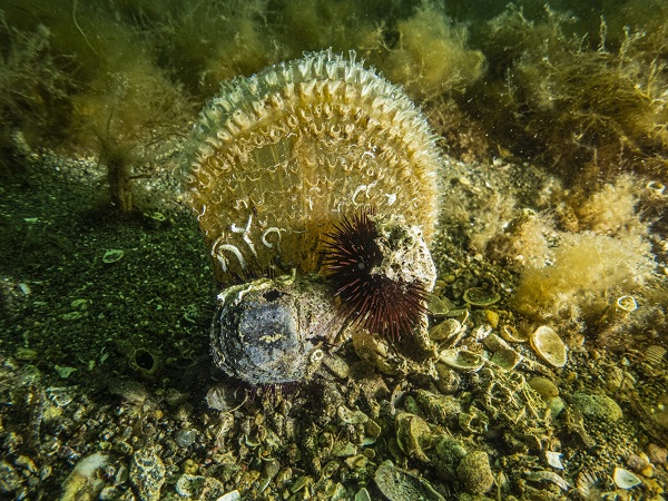 Foto - Pinalar Marmara için tehlike mi umut mu? 