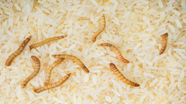 Pirincin kurtlanmasını önleyen yöntem bulundu! Sadece birkaç adet atmak yetiyor