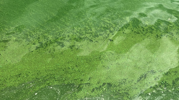 Foto - Pis koku herkesi kaçırıyor! O göl bu hale geldi