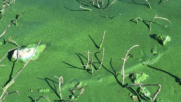 Foto - Pis koku herkesi kaçırıyor! O göl bu hale geldi