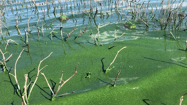 Foto - Pis koku herkesi kaçırıyor! O göl bu hale geldi