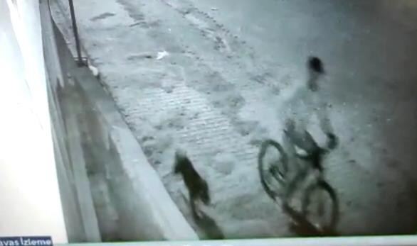 Foto - Pitbull köpek ile hırsızlık