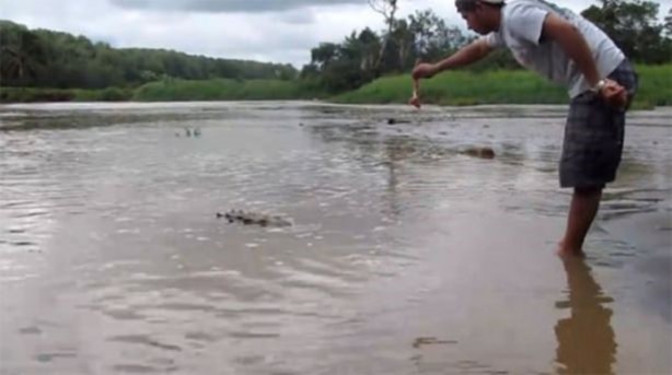 Foto - Pitbullar sert kayaya çarptı