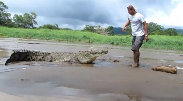Foto - Pitbullar sert kayaya çarptı