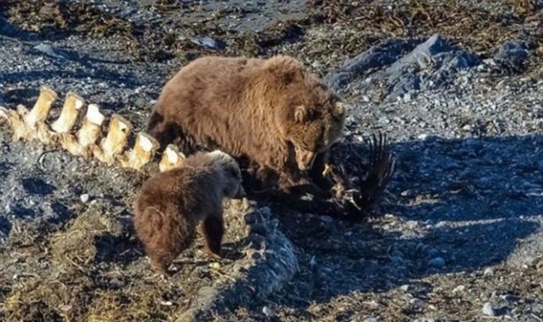 Foto - Pitbullar sert kayaya çarptı