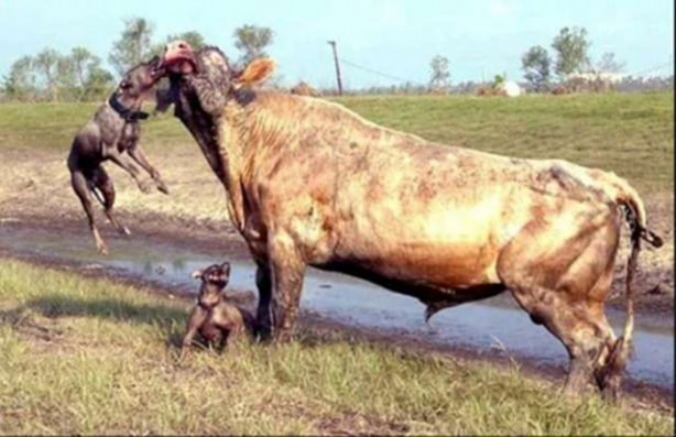  Pitbullar sert kayaya çarptı