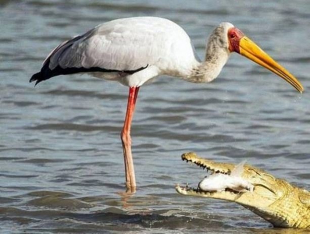 Foto - Pitbullar sert kayaya çarptı