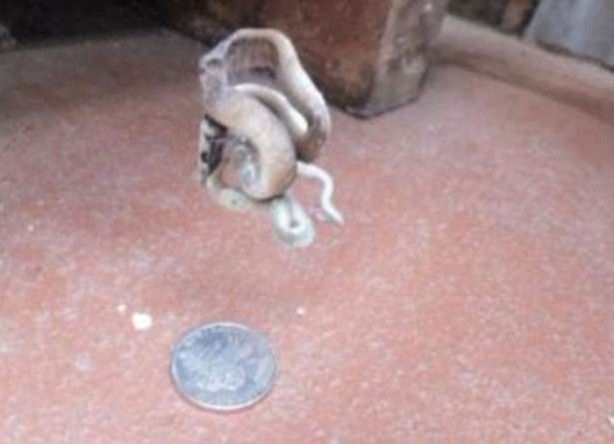 Foto - Pitbullar sert kayaya çarptı