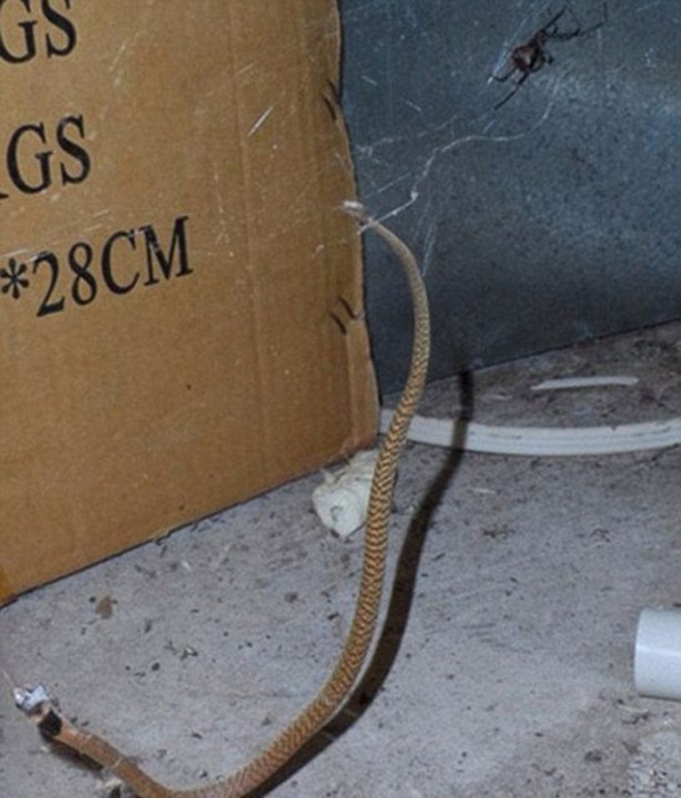 Foto - Pitbullar sert kayaya çarptı