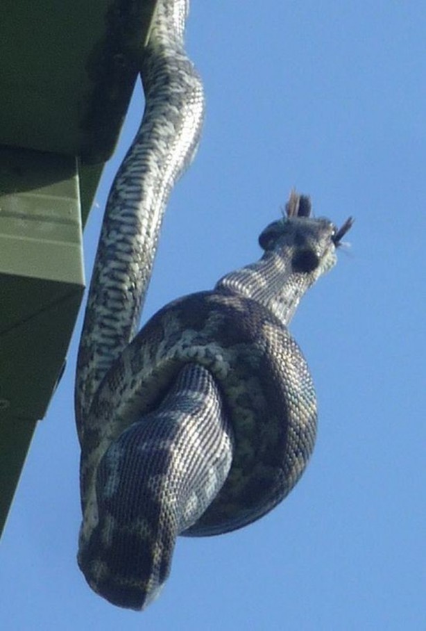 Foto - Piton çatıda yakaladı