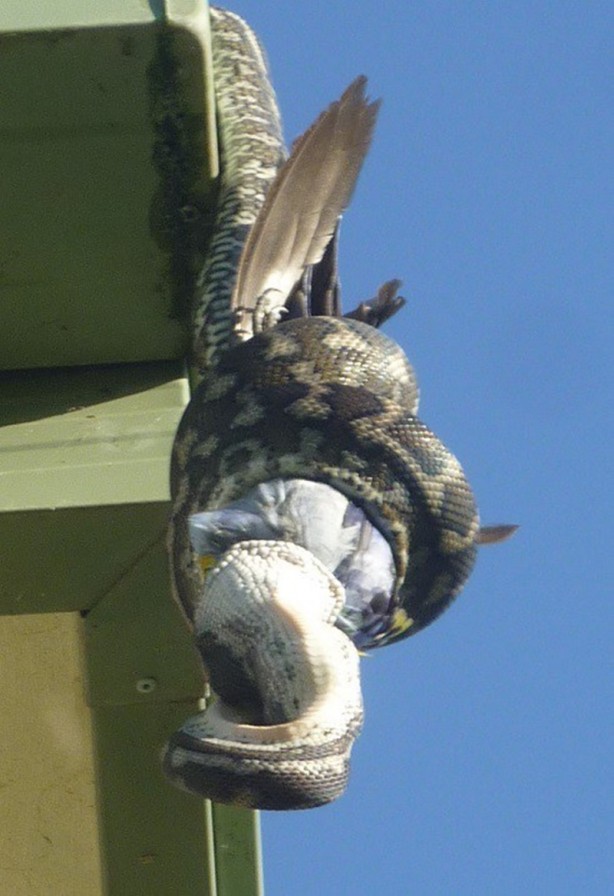 Foto - Piton çatıda yakaladı