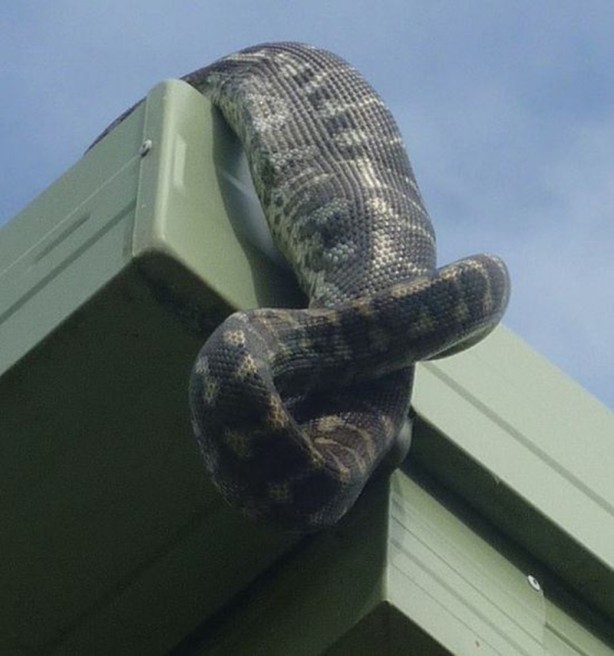 Foto - Piton çatıda yakaladı