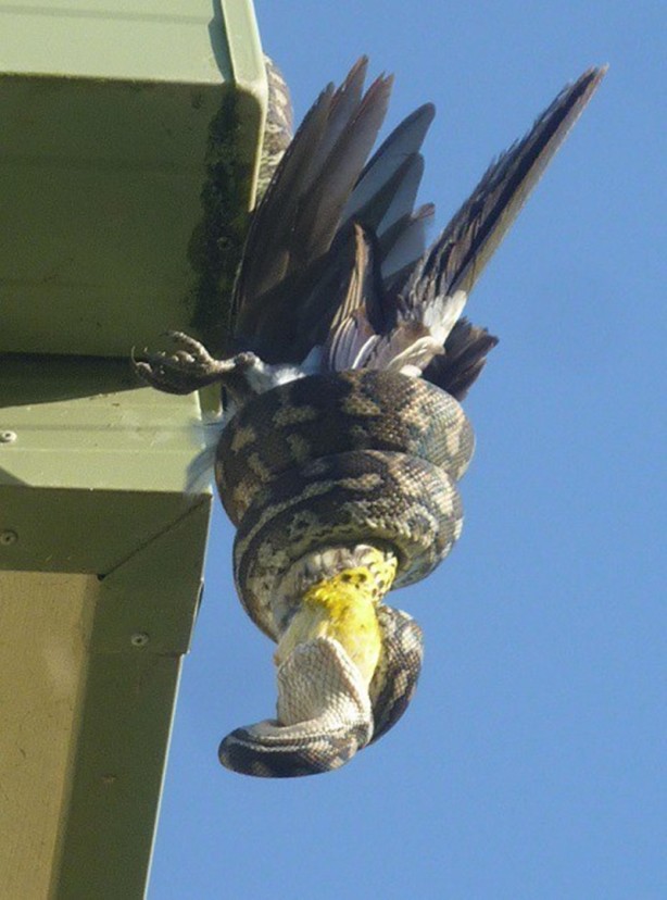 Foto - Piton çatıda yakaladı