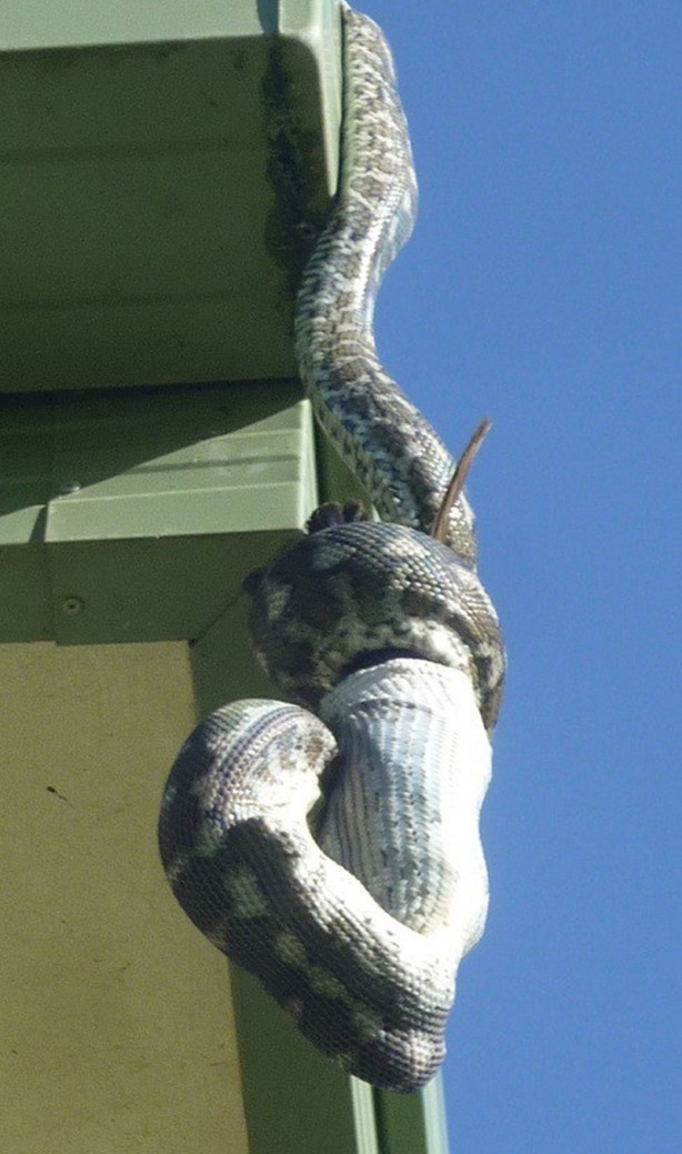 Foto - Piton çatıda yakaladı